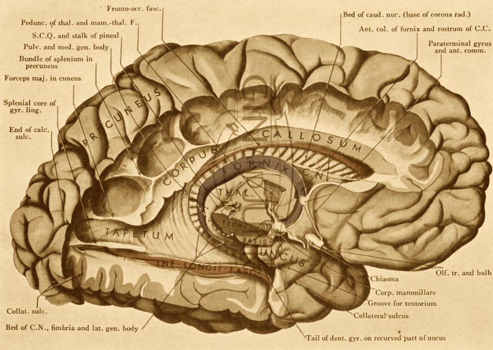 brain-cross-section-diagram-and-vintage-print-of-the-human-brain-cross-section-from-anatomy.jpg