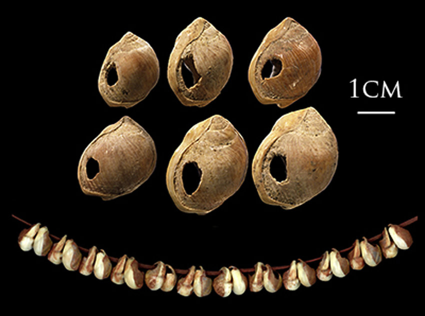 Six-of-the-Nassarius-kraussianus-marine-shell-beads-from-Blombos-Cave-South-Africa-c